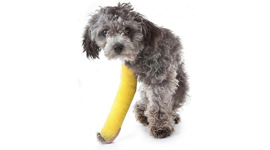 Dog / Cat Leg Cast Kit