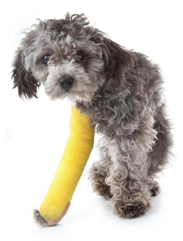 Fiberglass Hard Leg Cast Kit for Dog or Cat - OrthoTape.com