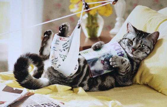 Fiberglass Hard Leg Cast Kit for Dog or Cat - OrthoTape.com