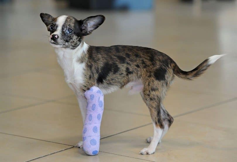 Soft Bandage Leg Cast Kit for Dog or Cat - OrthoTape.com