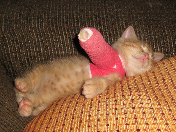 Soft Bandage Leg Cast Kit for Dog or Cat - OrthoTape.com
