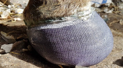 OrthoHoof Equine Hoof Casting Tape Quarter Crack Repair Material ...