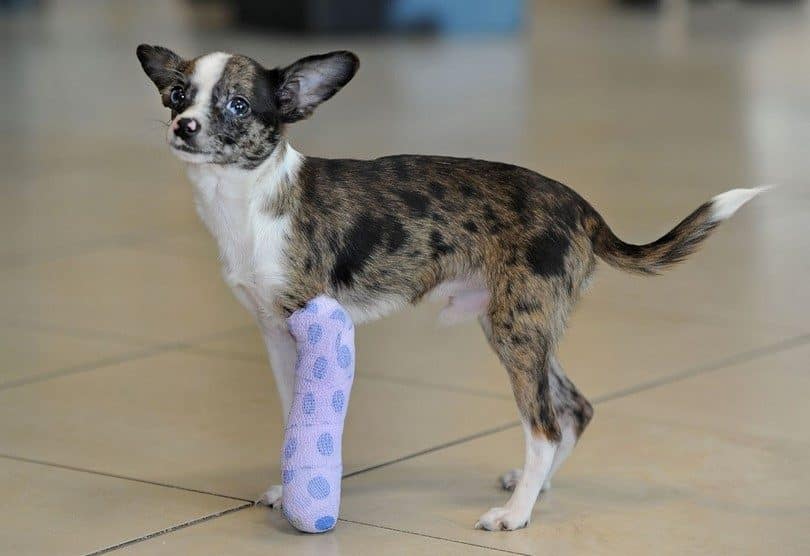 Soft Bandage Leg Cast Kit for Dog or Cat
